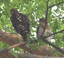 Fledgling Siblings